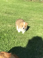 AKC Chase (Dark Blue), a male Pembroke Welsh Corgi for sale in Hewitt, MN – 5 of 5