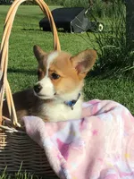AKC Liberty (Stripes), a female Pembroke Welsh Corgi for sale in Hewitt, MN – 5 of 6