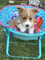 Rocky Green, a male Pembroke Welsh Corgi for sale in Hewitt, MN – 7 of 7