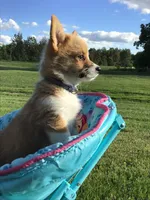 AKC Liberty (Stripes), a female Pembroke Welsh Corgi for sale in Hewitt, MN – 6 of 6