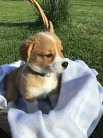 AKC Ryder (Light Blue), a male Pembroke Welsh Corgi for sale in Hewitt, MN – 7 of 7