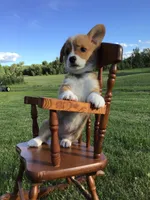 AKC Ryder (Light Blue), a male Pembroke Welsh Corgi for sale in Hewitt, MN – 4 of 7