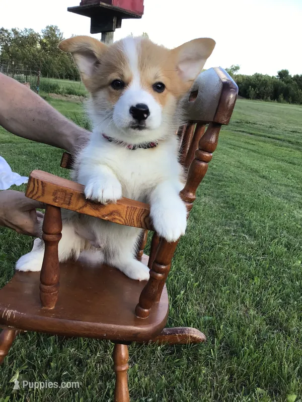 AKC Marshall (Red) – Pembroke Welsh Corgi puppy for sale in Hewitt, MN