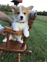 AKC Marshall (Red), a male Pembroke Welsh Corgi for sale in Hewitt, MN – 1 of 8