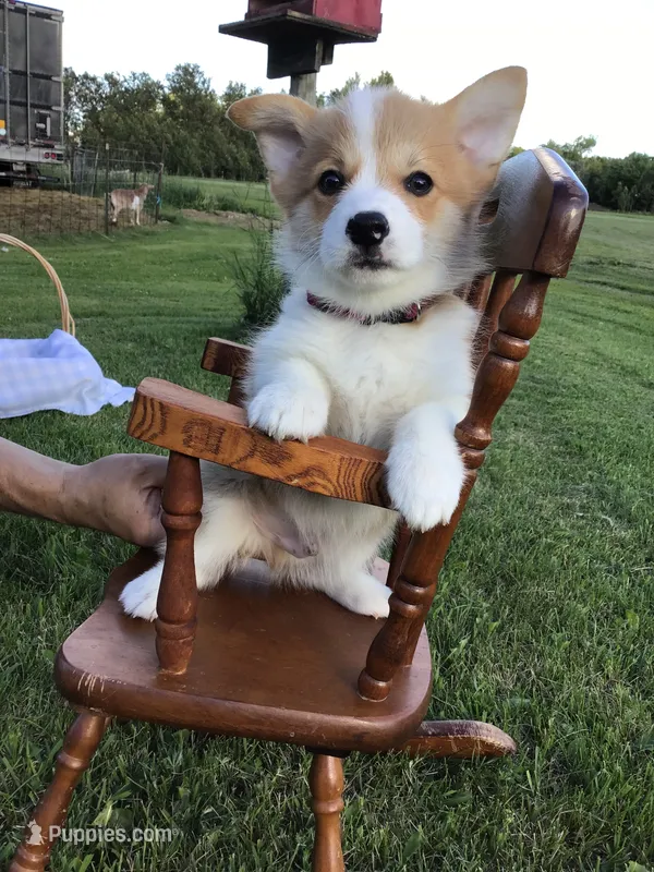 Marshall Red – Pembroke Welsh Corgi puppy for sale in Hewitt, MN