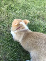 Marshall Red, a male Pembroke Welsh Corgi for sale in Hewitt, MN – 6 of 6