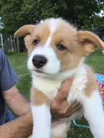 Rocky Green, a male Pembroke Welsh Corgi for sale in Hewitt, MN – 4 of 7