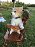AKC Marshall (Red), a male Pembroke Welsh Corgi for sale in Hewitt, MN – 4 of 8