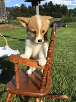 AKC Chase (Dark Blue), a male Pembroke Welsh Corgi for sale in Hewitt, MN – 1 of 5