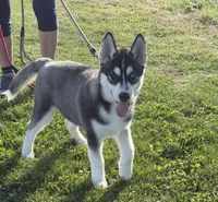 AKC Bi Eyed Male , a male Siberian Husky for sale in Belvidere, IL – 2 of 3