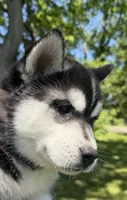 AKC Male 3  (2) brown eyes , a male Siberian Husky for sale in Belvidere, IL – 3 of 4