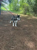 AKC Male 2 - Blue Eyes, a male Siberian Husky for sale in Belvidere, IL – 6 of 6