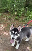 AKC Male 1 Bi-Eyed , a male Siberian Husky for sale in Belvidere, IL – 4 of 10