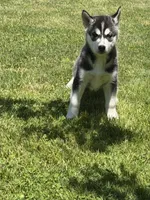 AKC Male 2 , a male Siberian Husky for sale in Belvidere, IL – 4 of 5