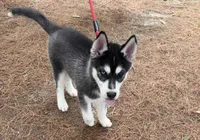 AKC Male 1 Bi-Eyed , a male Siberian Husky for sale in Belvidere, IL – 3 of 10