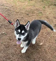 AKC Male 1 Bi-Eyed , a male Siberian Husky for sale in Belvidere, IL – 7 of 10