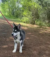 AKC Male 2 - Blue Eyes, a male Siberian Husky for sale in Belvidere, IL – 2 of 6