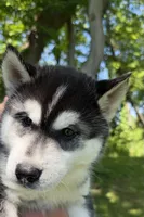 AKC Male 3  (2) brown eyes , a male Siberian Husky for sale in Belvidere, IL – 2 of 4