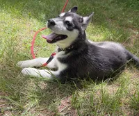AKC Male 1 Bi-Eyed , a male Siberian Husky for sale in Belvidere, IL – 6 of 10