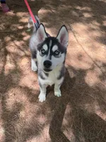 AKC Male 2 - Blue Eyes, a male Siberian Husky for sale in Belvidere, IL – 4 of 6