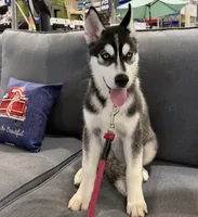AKC Male 2 - Blue Eyes, a male Siberian Husky for sale in Belvidere, IL – 4 of 10