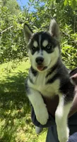 AKC Male 2 , a male Siberian Husky for sale in Belvidere, IL – 3 of 5
