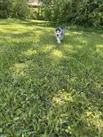 AKC Male 1 (2) Blue eyes , a male Siberian Husky for sale in Belvidere, IL – 2 of 4