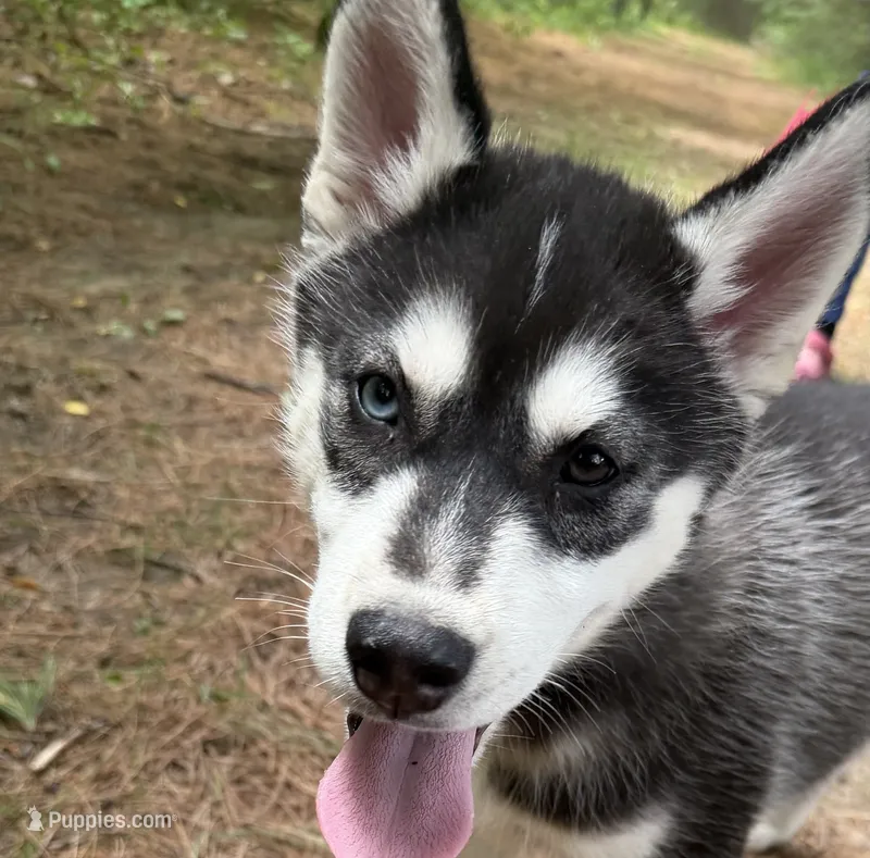 AKC Male 1 Bi-Eyed  – Siberian Husky puppy for sale in Belvidere, IL