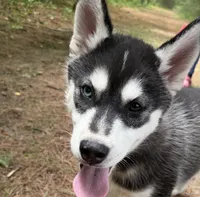 AKC Male 1 Bi-Eyed , a male Siberian Husky for sale in Belvidere, IL – 1 of 10