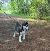 AKC Male 2 - Blue Eyes, a male Siberian Husky for sale in Belvidere, IL – 3 of 6