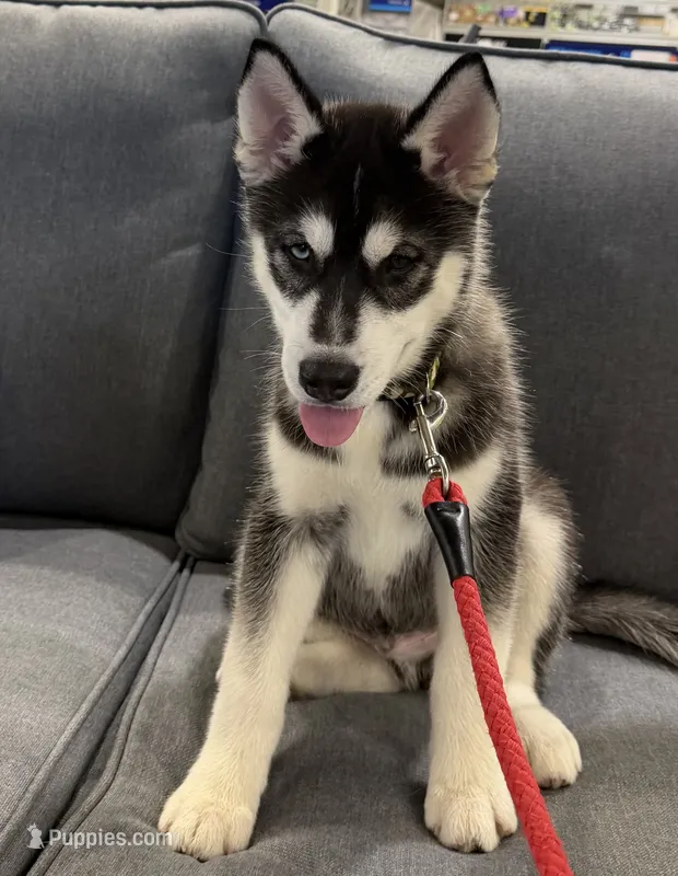AKC Male 1 Bi-Eyed  – Siberian Husky puppy for sale in Belvidere, IL