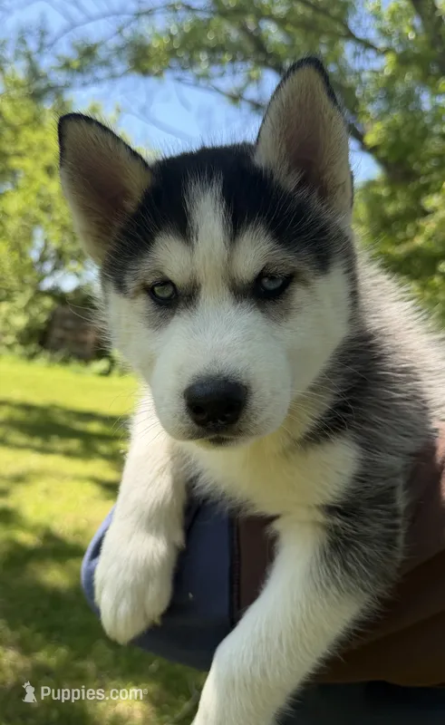 AKC Male 1 (2) Blue eyes , a male Siberian Husky for sale in Belvidere, IL – 1 of 4