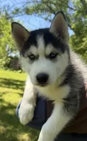 AKC Male 1 (2) Blue eyes , a male Siberian Husky for sale in Belvidere, IL – 1 of 4