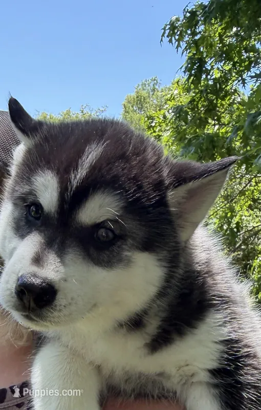 AKC Male 3  (2) brown eyes , a male Siberian Husky for sale in Belvidere, IL – 1 of 4