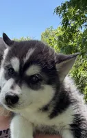 AKC Male 3  (2) brown eyes , a male Siberian Husky for sale in Belvidere, IL – 1 of 4