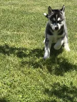 AKC Male 2 , a male Siberian Husky for sale in Belvidere, IL – 5 of 5