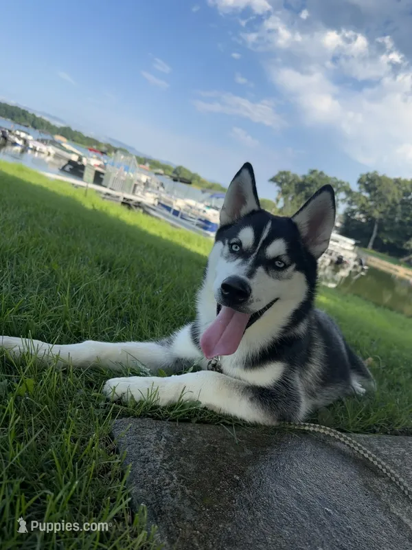 AKC Male 2 - Blue Eyes – Siberian Husky puppy for sale in Belvidere, IL
