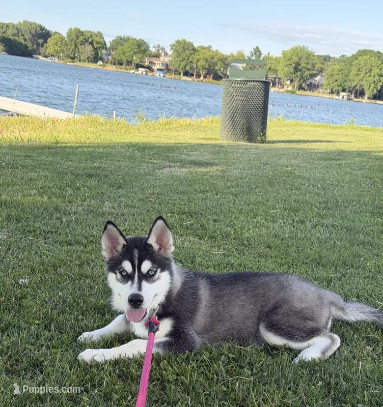 AKC Male 2 - Blue Eyes – Siberian Husky puppy for sale in Belvidere, IL