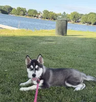 AKC Male 2 - Blue Eyes, a male Siberian Husky for sale in Belvidere, IL – 1 of 10