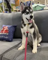 AKC Male 2 - Blue Eyes, a male Siberian Husky for sale in Belvidere, IL – 2 of 10