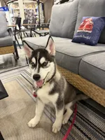 AKC Male 2 - Blue Eyes, a male Siberian Husky for sale in Belvidere, IL – 3 of 10