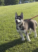 AKC Bi Eyed Male , a male Siberian Husky for sale in Belvidere, IL – 3 of 3