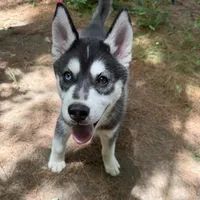 AKC Male 1 Bi-Eyed , a male Siberian Husky for sale in Belvidere, IL – 2 of 10