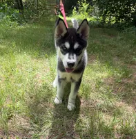 AKC Male 1 Bi-Eyed , a male Siberian Husky for sale in Belvidere, IL – 10 of 10