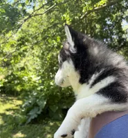 AKC Male 3  (2) brown eyes , a male Siberian Husky for sale in Belvidere, IL – 4 of 4