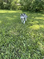 AKC Male 1 (2) Blue eyes , a male Siberian Husky for sale in Belvidere, IL – 3 of 4