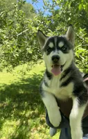 AKC Male 2 , a male Siberian Husky for sale in Belvidere, IL – 2 of 5