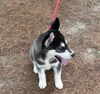 AKC Male 1 Bi-Eyed , a male Siberian Husky for sale in Belvidere, IL – 8 of 10