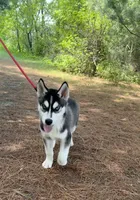 AKC Male 2 - Blue Eyes, a male Siberian Husky for sale in Belvidere, IL – 5 of 6