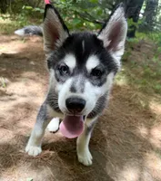 AKC Male 1 Bi-Eyed , a male Siberian Husky for sale in Belvidere, IL – 9 of 10